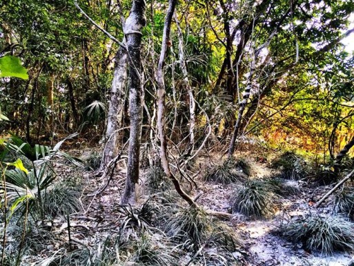 1463402_446873692078775_569175991_n